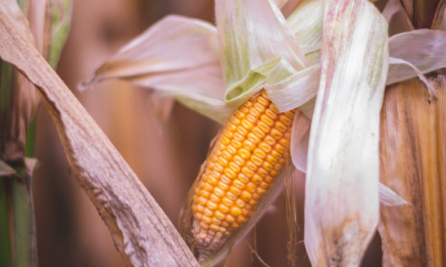 Tiny Missouri Ag-tech company partners with giants