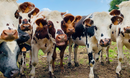 EXCLUSIVE: Cow disease detection startup proves tech; Partners with Texas A&M