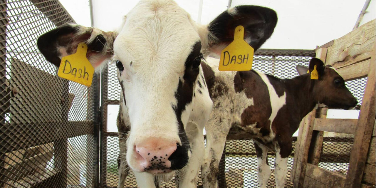 MyAnIML Finalizes Product Line