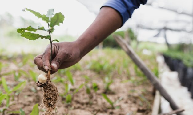Memorial Tree Startup Grows Six New Partnerships