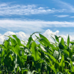 Crop Tech Startup Plants Its First U.S. Field Trial