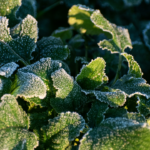 Frost-Fighting Spray Lands $1.3M to Move from Greenhouse to Fields