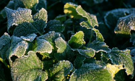 Frost-Fighting Spray Lands $1.3M to Move from Greenhouse to Fields