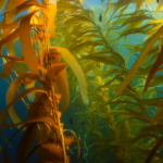 Seaweed Extract Beats State Lettuce Production Records in Heat