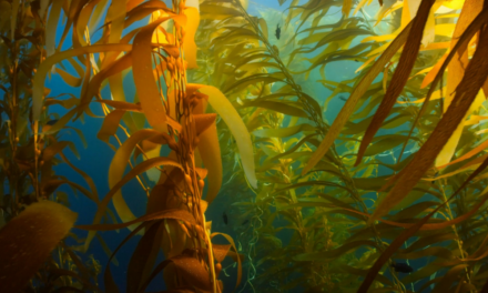 Seaweed Extract Beats State Lettuce Production Records in Heat